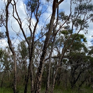 Eucalyptus planchoniana at Yuraygir, NSW - 10 Sep 2024 03:03 PM