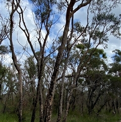 Eucalyptus planchoniana at Yuraygir, NSW - 10 Sep 2024 03:03 PM