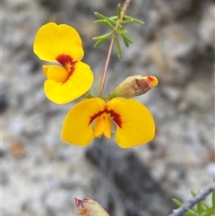 Dillwynia sp. Trichopoda (J.H.Maiden & J.L.Boorman s.n. 40290) NSW Herbarium at Yuraygir, NSW - 10 Sep 2024 by Tapirlord