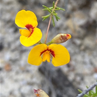 Dillwynia sp. Trichopoda (J.H.Maiden & J.L.Boorman s.n. 40290) NSW Herbarium at Yuraygir, NSW - 10 Sep 2024 by Tapirlord