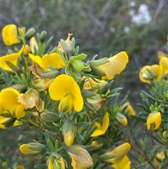 Gompholobium virgatum (Leafy Wedge Pea) at Yuraygir, NSW - 10 Sep 2024 by Tapirlord