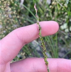 Entolasia stricta (Wiry Panic) at Yuraygir, NSW - 10 Sep 2024 by Tapirlord