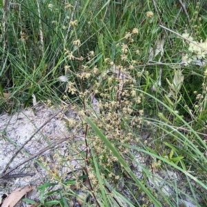 Lomandra multiflora at Yuraygir, NSW - 10 Sep 2024 02:57 PM