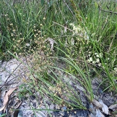 Lomandra multiflora at Yuraygir, NSW - 10 Sep 2024 02:57 PM