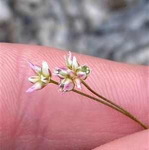 Laxmannia gracilis at Yuraygir, NSW - 10 Sep 2024 02:57 PM