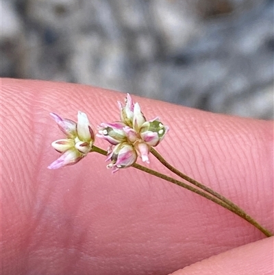 Laxmannia gracilis (Slender Wire Lily) at Yuraygir, NSW - 10 Sep 2024 by Tapirlord