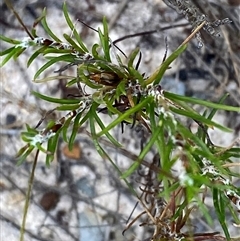 Laxmannia gracilis at Yuraygir, NSW - 10 Sep 2024 02:57 PM