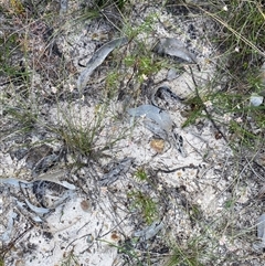 Laxmannia gracilis at Yuraygir, NSW - 10 Sep 2024 02:57 PM