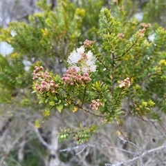 Melaleuca sieberi (Small Leaved Paperbark) at Yuraygir, NSW - 10 Sep 2024 by Tapirlord