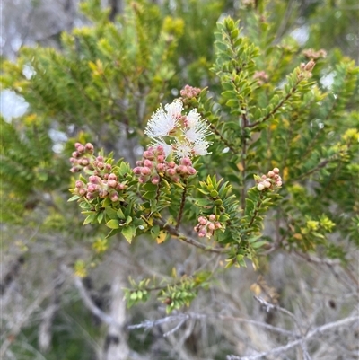 Melaleuca sieberi (Small Leaved Paperbark) at Yuraygir, NSW - 10 Sep 2024 by Tapirlord