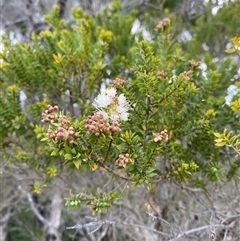 Melaleuca sieberi at Yuraygir, NSW - 10 Sep 2024 02:56 PM