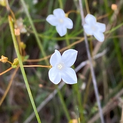 Mitrasacme polymorpha (Varied Mitrewort) at Yuraygir, NSW - 10 Sep 2024 by Tapirlord