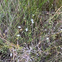 Mitrasacme polymorpha at Yuraygir, NSW - 10 Sep 2024 02:55 PM