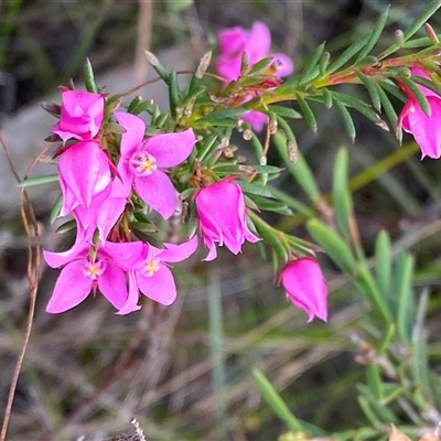 Boronia falcifolia (Wallum Boronia) at Yuraygir, NSW - 10 Sep 2024 by Tapirlord