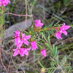 Boronia falcifolia at Yuraygir, NSW - 10 Sep 2024 02:54 PM