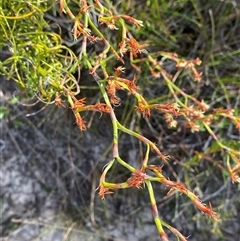 Caustis recurvata at Yuraygir, NSW - 10 Sep 2024 by Tapirlord