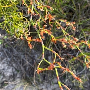 Caustis recurvata at Yuraygir, NSW - 10 Sep 2024 02:51 PM