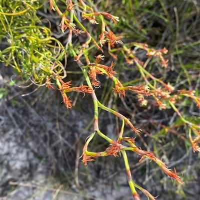 Caustis recurvata at Yuraygir, NSW - 10 Sep 2024 by Tapirlord