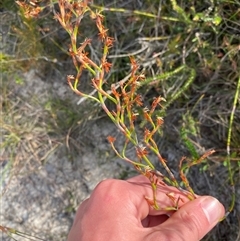 Caustis recurvata at Yuraygir, NSW - 10 Sep 2024 02:51 PM