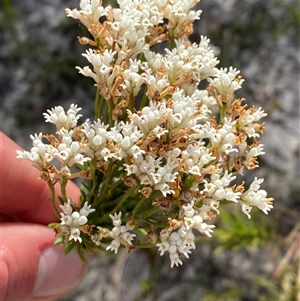 Conospermum taxifolium at Yuraygir, NSW - 10 Sep 2024 02:51 PM