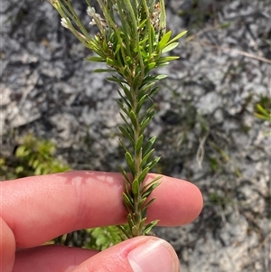 Conospermum taxifolium at Yuraygir, NSW - 10 Sep 2024 02:51 PM