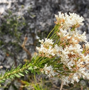 Conospermum taxifolium at Yuraygir, NSW - 10 Sep 2024 02:51 PM