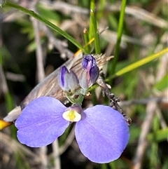 Comesperma defoliatum (Leafless Milkwort) at Yuraygir, NSW - 10 Sep 2024 by Tapirlord