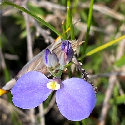 Comesperma defoliatum (Leafless Milkwort) at Yuraygir, NSW - 10 Sep 2024 by Tapirlord