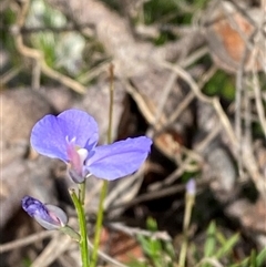 Comesperma defoliatum at Yuraygir, NSW - 10 Sep 2024 02:51 PM