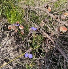 Comesperma defoliatum at Yuraygir, NSW - 10 Sep 2024 02:51 PM