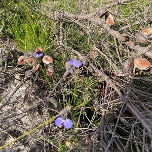 Comesperma defoliatum at Yuraygir, NSW - 10 Sep 2024 02:51 PM