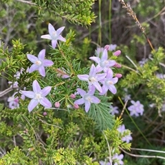 Philotheca salsolifolia subsp. pedicellata at Yuraygir, NSW - 10 Sep 2024 by Tapirlord