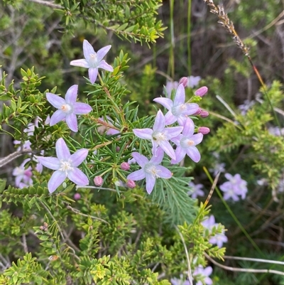 Philotheca salsolifolia subsp. pedicellata at Yuraygir, NSW - 10 Sep 2024 by Tapirlord