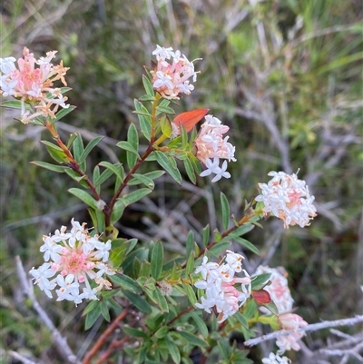 Pimelea linifolia subsp. linifolia (Queen of the Bush, Slender Rice-flower) at Yuraygir, NSW - 10 Sep 2024 by Tapirlord