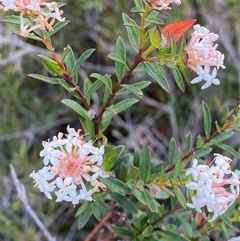 Pimelea linifolia subsp. linifolia at Yuraygir, NSW - 10 Sep 2024 02:49 PM