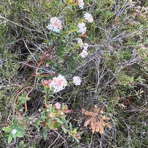 Pimelea linifolia subsp. linifolia at Yuraygir, NSW - 10 Sep 2024 02:49 PM