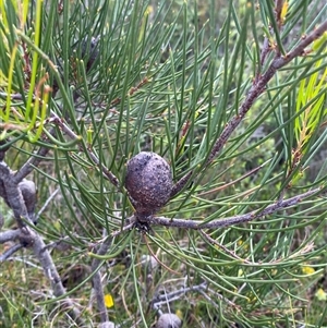 Hakea actites at Yuraygir, NSW - 10 Sep 2024 02:48 PM