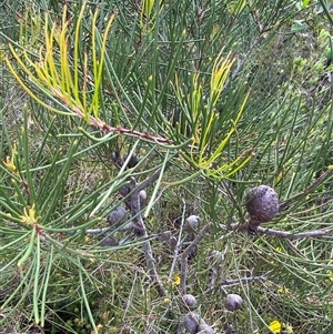 Hakea actites at Yuraygir, NSW - 10 Sep 2024 02:48 PM