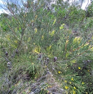 Hakea actites at Yuraygir, NSW - 10 Sep 2024 02:48 PM