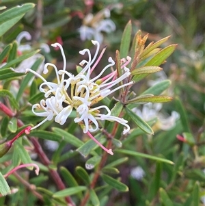 Grevillea humilis subsp. maritima at Yuraygir, NSW - 10 Sep 2024 02:48 PM