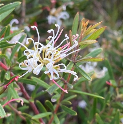 Grevillea humilis subsp. maritima at Yuraygir, NSW - 10 Sep 2024 by Tapirlord