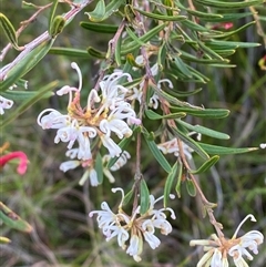 Grevillea humilis subsp. maritima at Yuraygir, NSW - 10 Sep 2024 02:48 PM