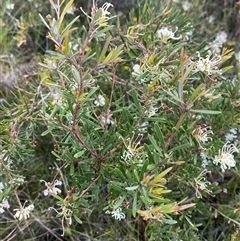 Grevillea humilis subsp. maritima at Yuraygir, NSW - 10 Sep 2024 02:48 PM