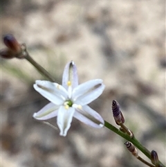 Caesia parviflora var. parviflora (A Grass-lily) at Yuraygir, NSW - 10 Sep 2024 by Tapirlord