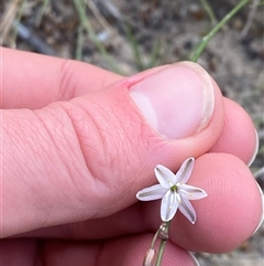 Caesia parviflora var. parviflora at Yuraygir, NSW - 10 Sep 2024 02:46 PM