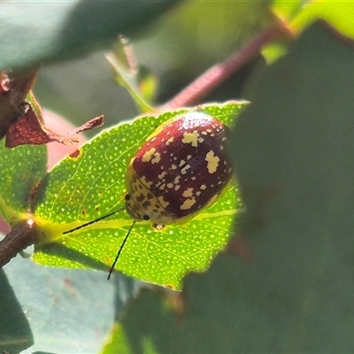 Paropsis maculata (Spotted leaf beetle) at Monga, NSW - 13 Feb 2025 by clarehoneydove