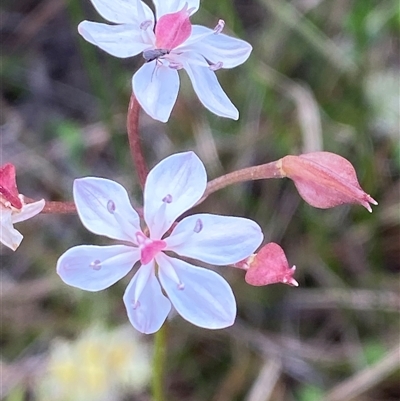 Burchardia umbellata (Milkmaids) at Yuraygir, NSW - 10 Sep 2024 by Tapirlord