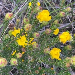 Hibbertia vestita (Hairy Guinea Flower) at Yuraygir, NSW - 10 Sep 2024 by Tapirlord