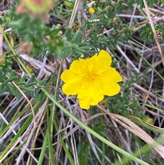 Hibbertia vestita at Yuraygir, NSW - 10 Sep 2024 02:44 PM