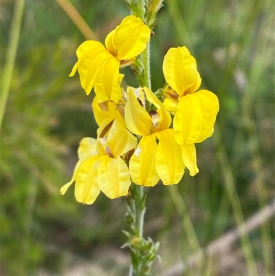 Goodenia bellidifolia (Daisy-leaf Goodenia) at Yuraygir, NSW - 10 Sep 2024 by Tapirlord